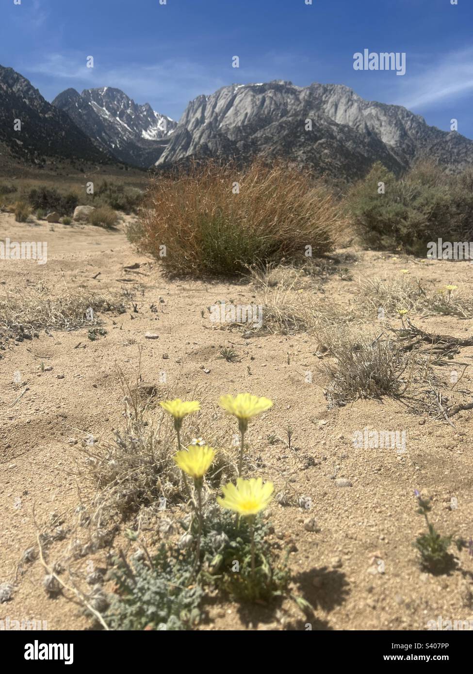 Yellow desert flowers in front of mountain range near Lone Pine, California Stock Photo