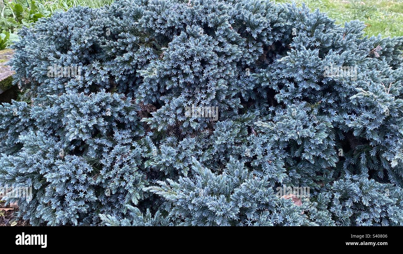 Juniperus squamata, le enivrer écailleux est un conifère résineux, de croissance lente, caractérisé par une jolie teinte bleu acier. Stock Photo