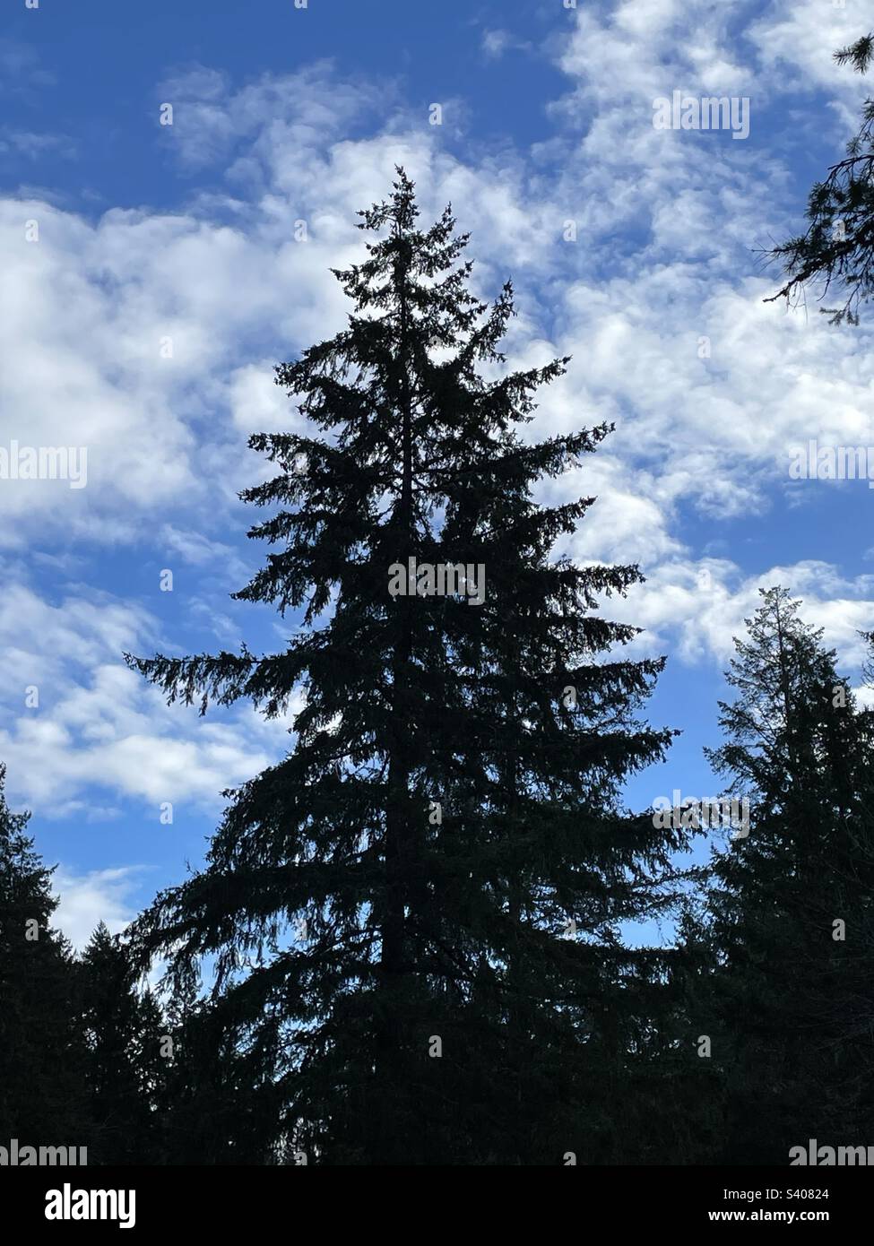 Evergreen trees and blue sky hi-res stock photography and images - Alamy