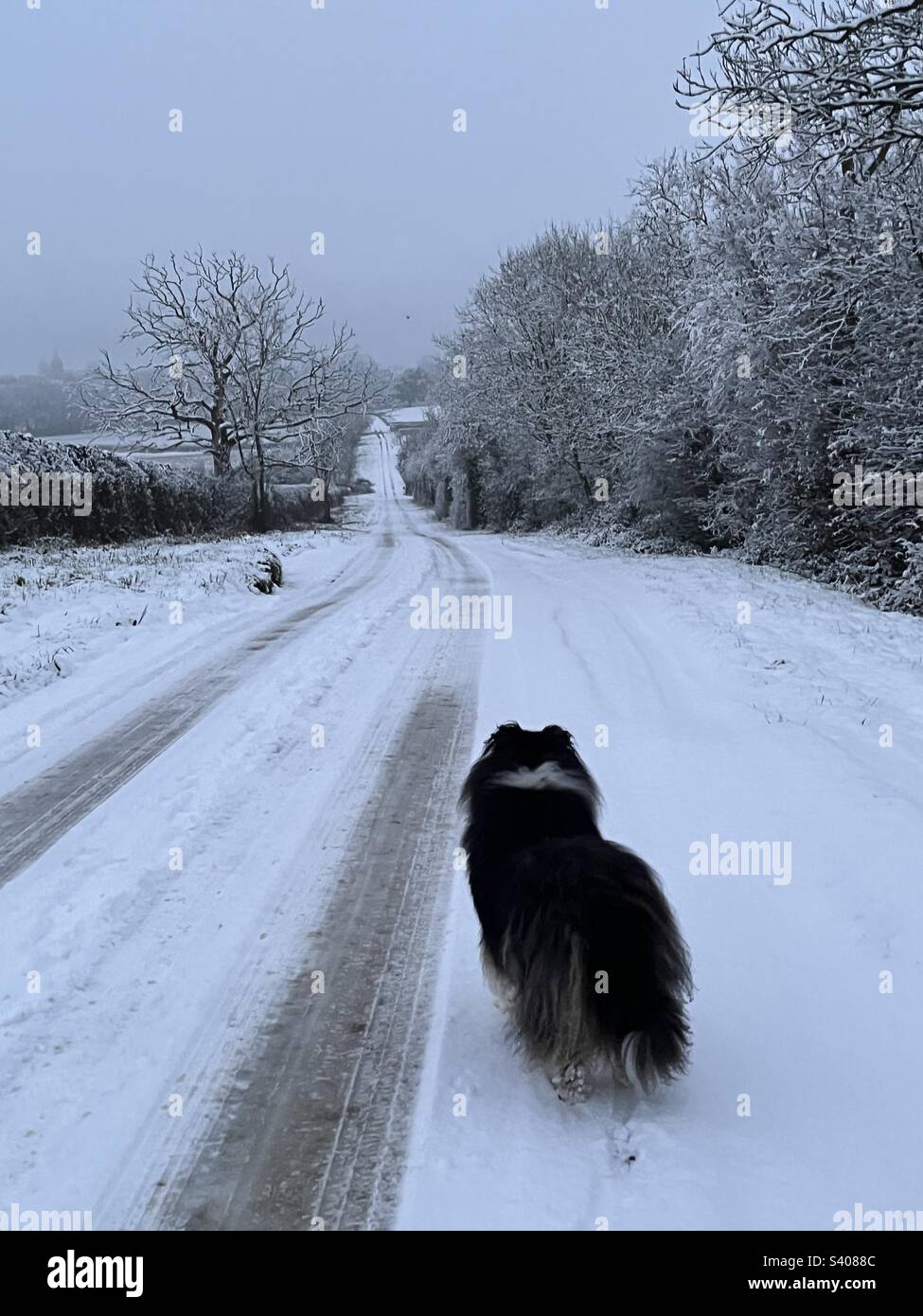Rough Collie walking snow covered countryside roads in the Cotswolds on Sunday 11th December 2022 - Smartphone Captured Stock Image