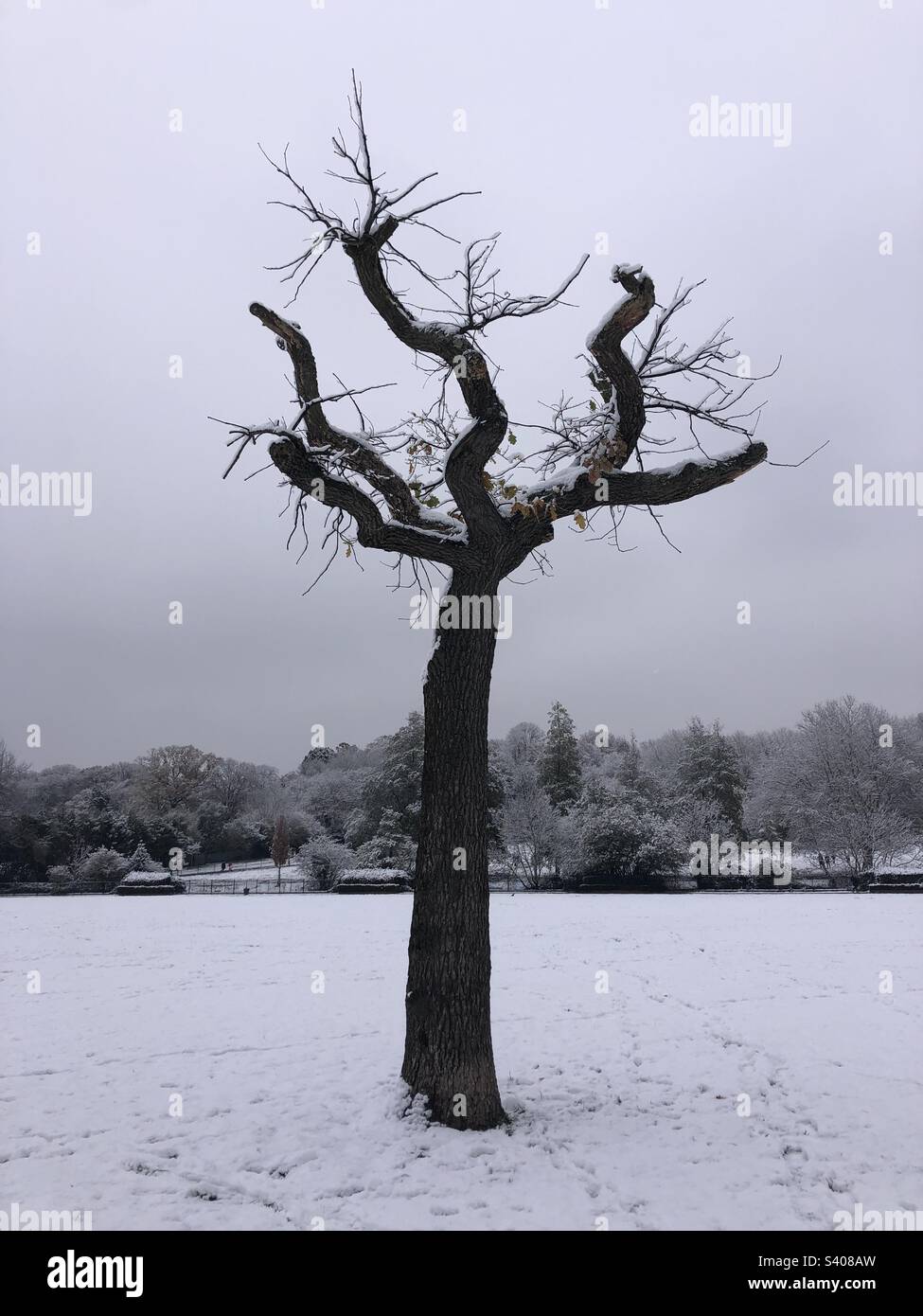 Lone tree  photographed on a cold snowy day Stock Photo