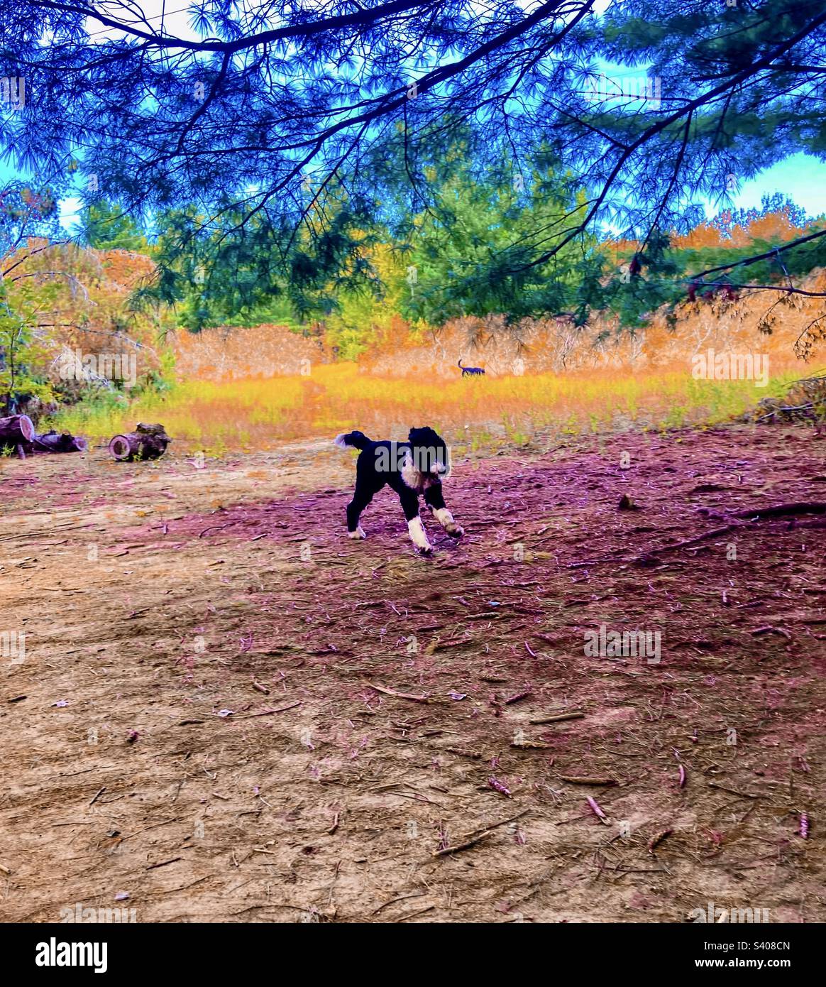 Eight month old Bernedoodle running through a rainbow coloured image. - Smartphone Captured Stock Image
