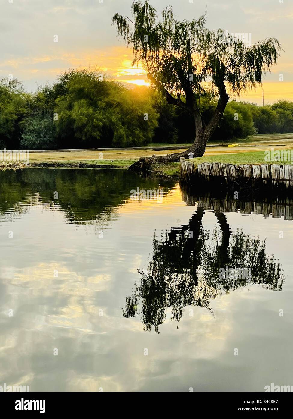 Sunrise, early morning cloudy skies, branching willow, green trees, rough wood reflections on pond Stock Photo