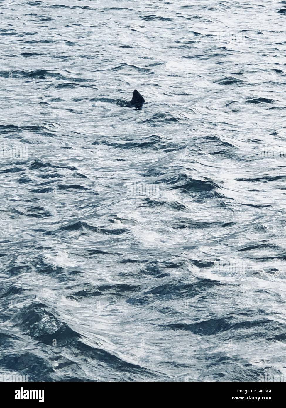 Shark nose hi-res stock photography and images - Alamy