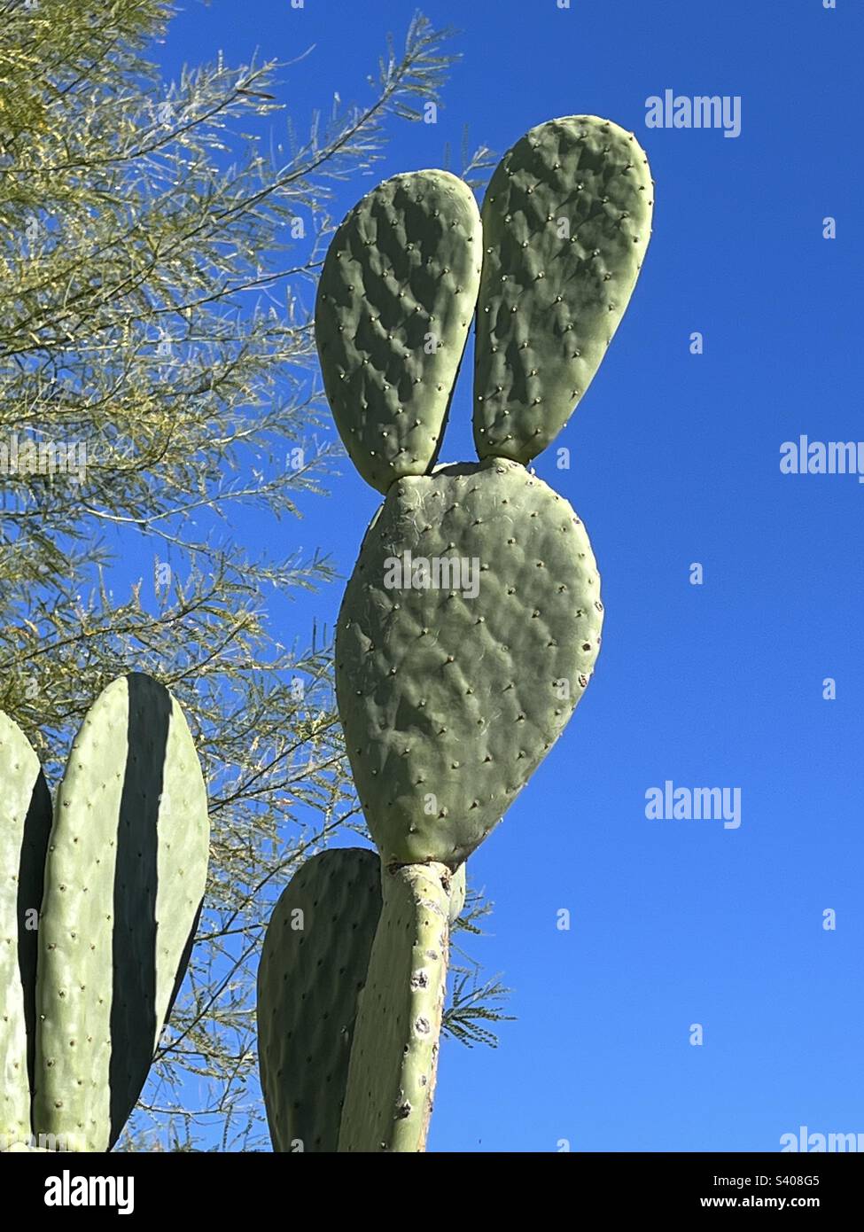 Mickey mouse cactus hi-res stock photography and images -