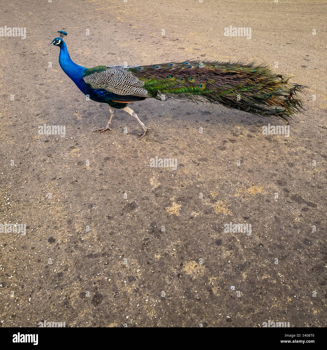 A  runs across the path in front of the camera. A mobile phone photo with some phone or tablet post processing. - Smartphone Captured Stock Image