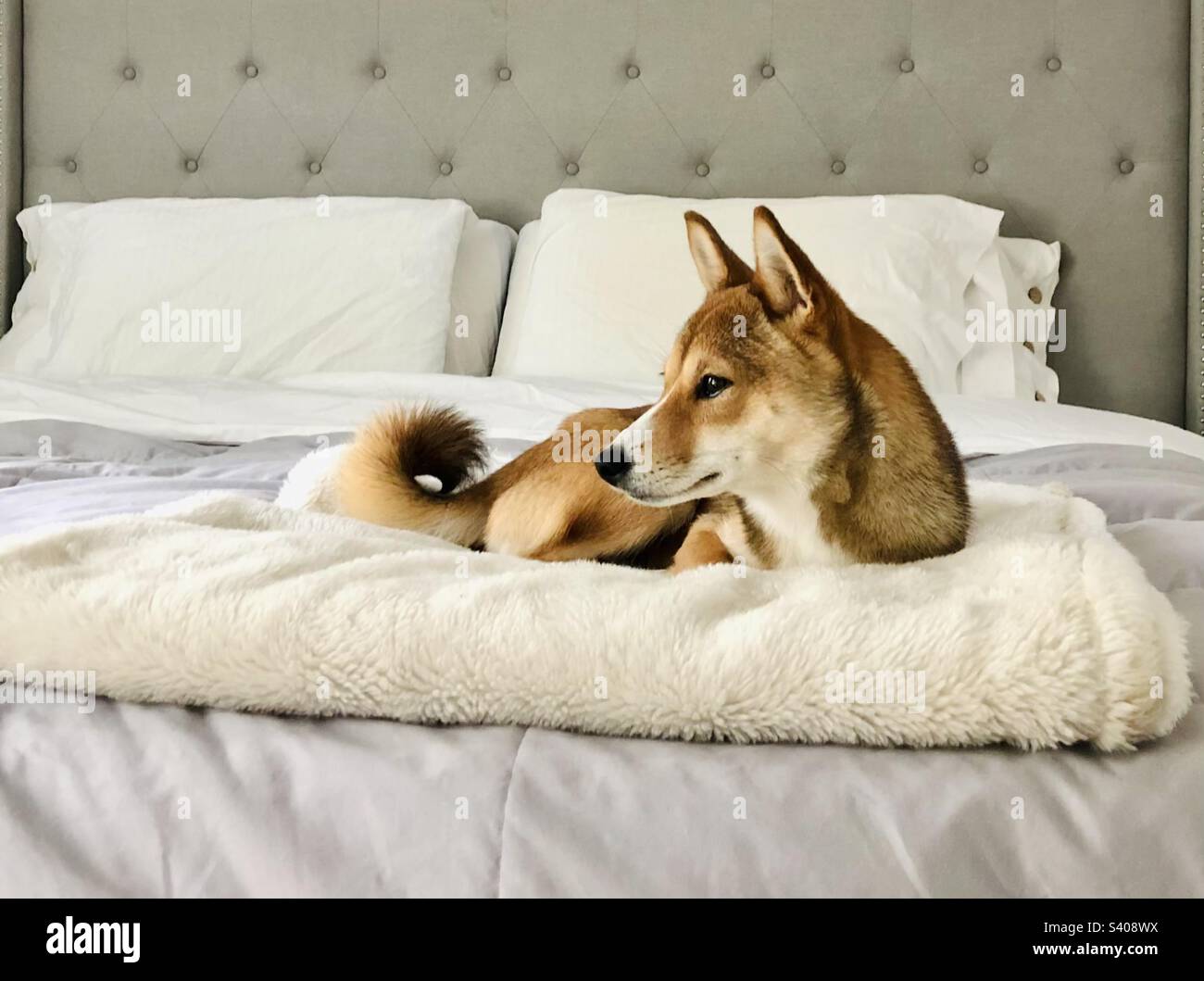 Shiba hotsell inu bed