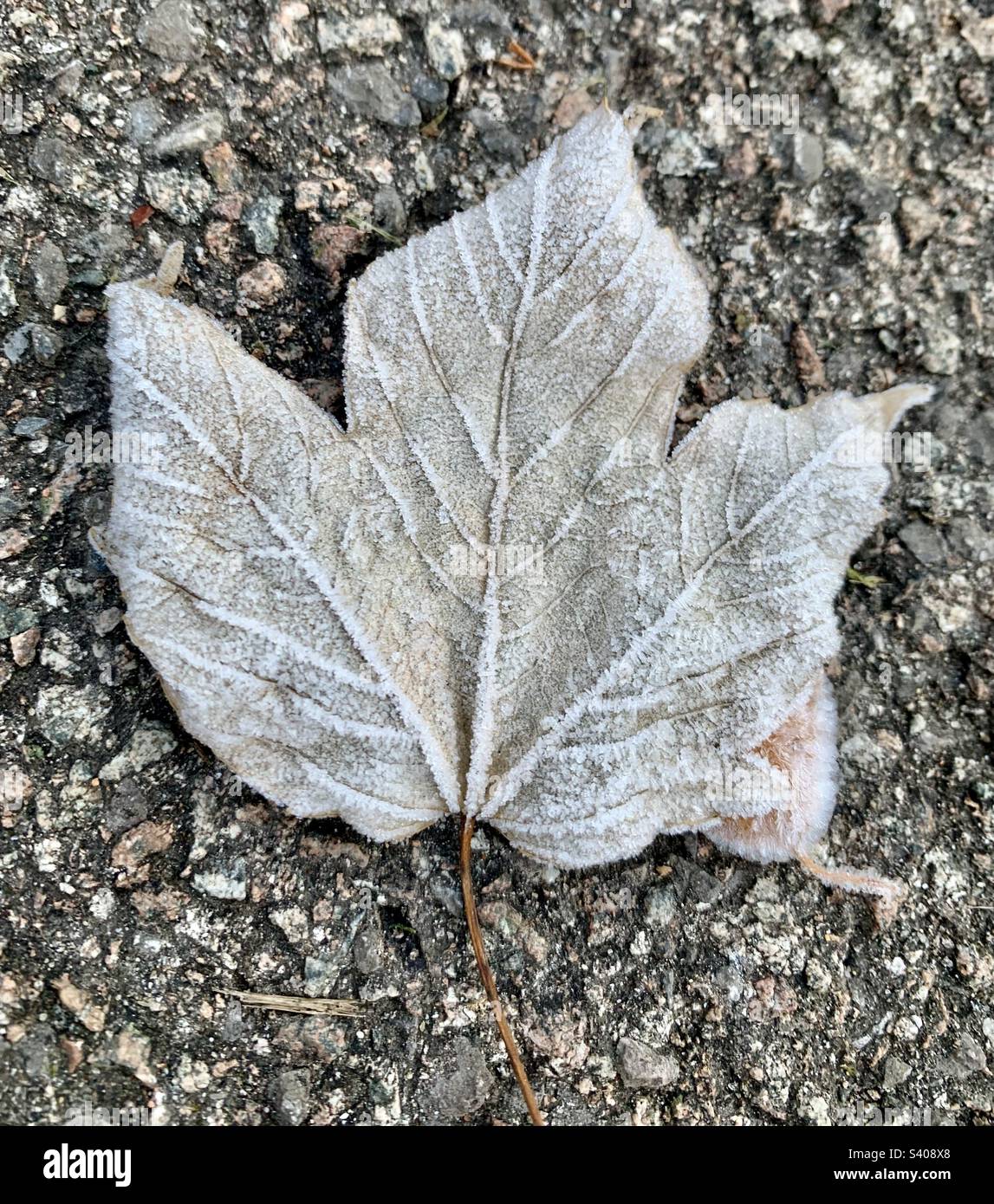 Frosty leaf - Smartphone Captured Stock Image