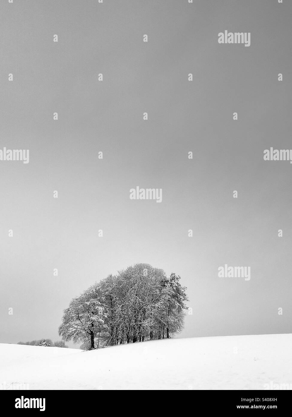 Group of trees in snow Stock Photo - Alamy