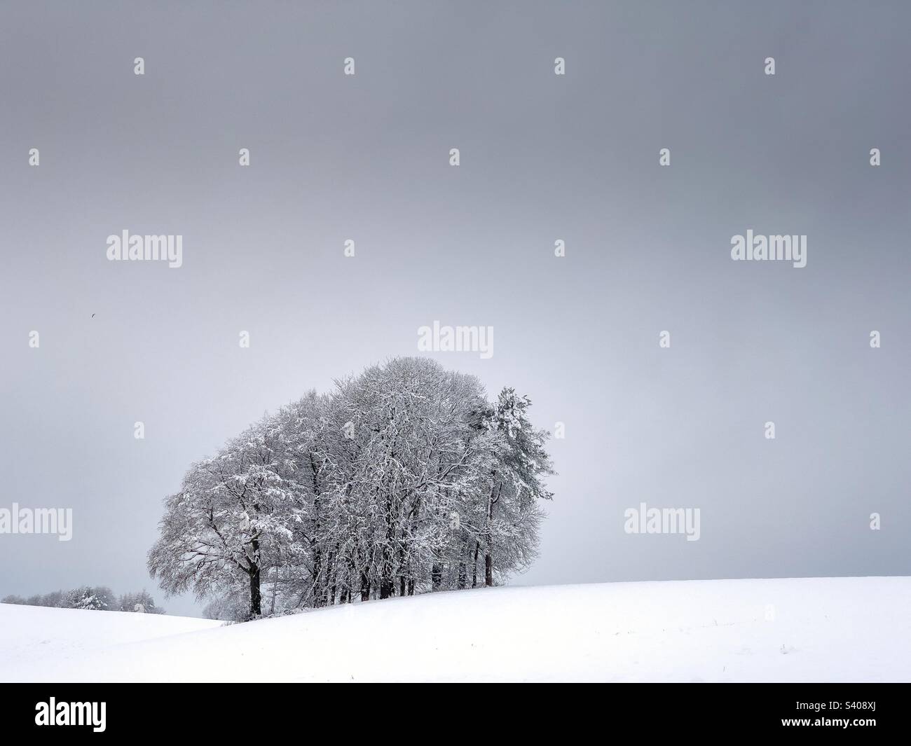 Group of trees in snow Stock Photo - Alamy