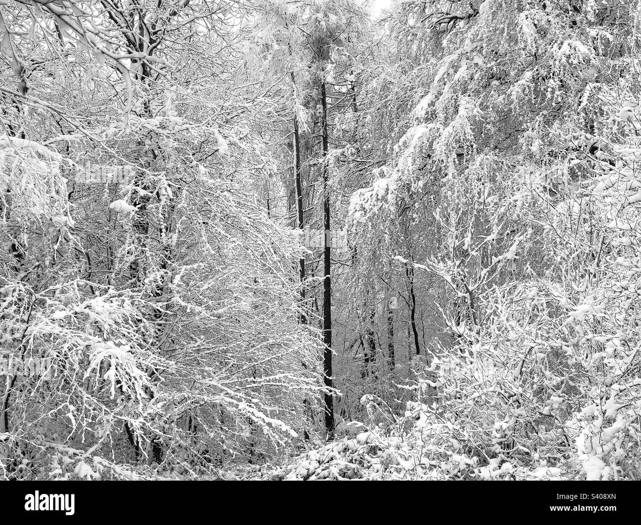 Snowy trees. - Smartphone Captured Stock Image