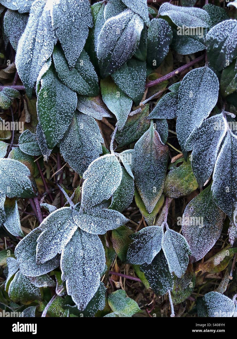 Frost encrusted foliage - Smartphone Captured Stock Image