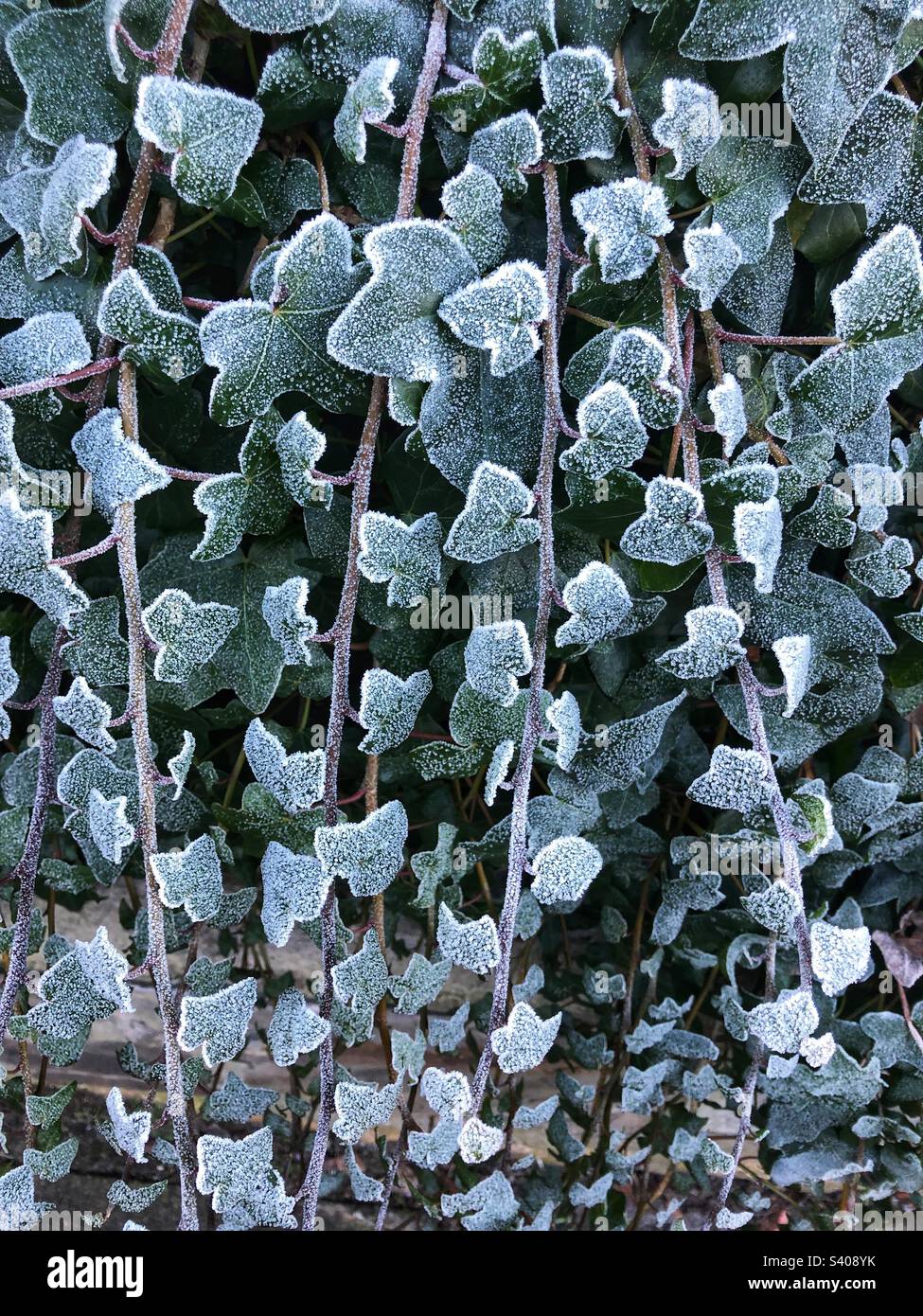 Frost encrusted foliage - Smartphone Captured Stock Image