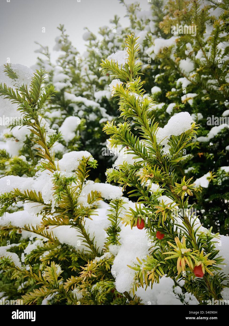 Snow covered Yew (taxus cuspidata) tree Stock Photo