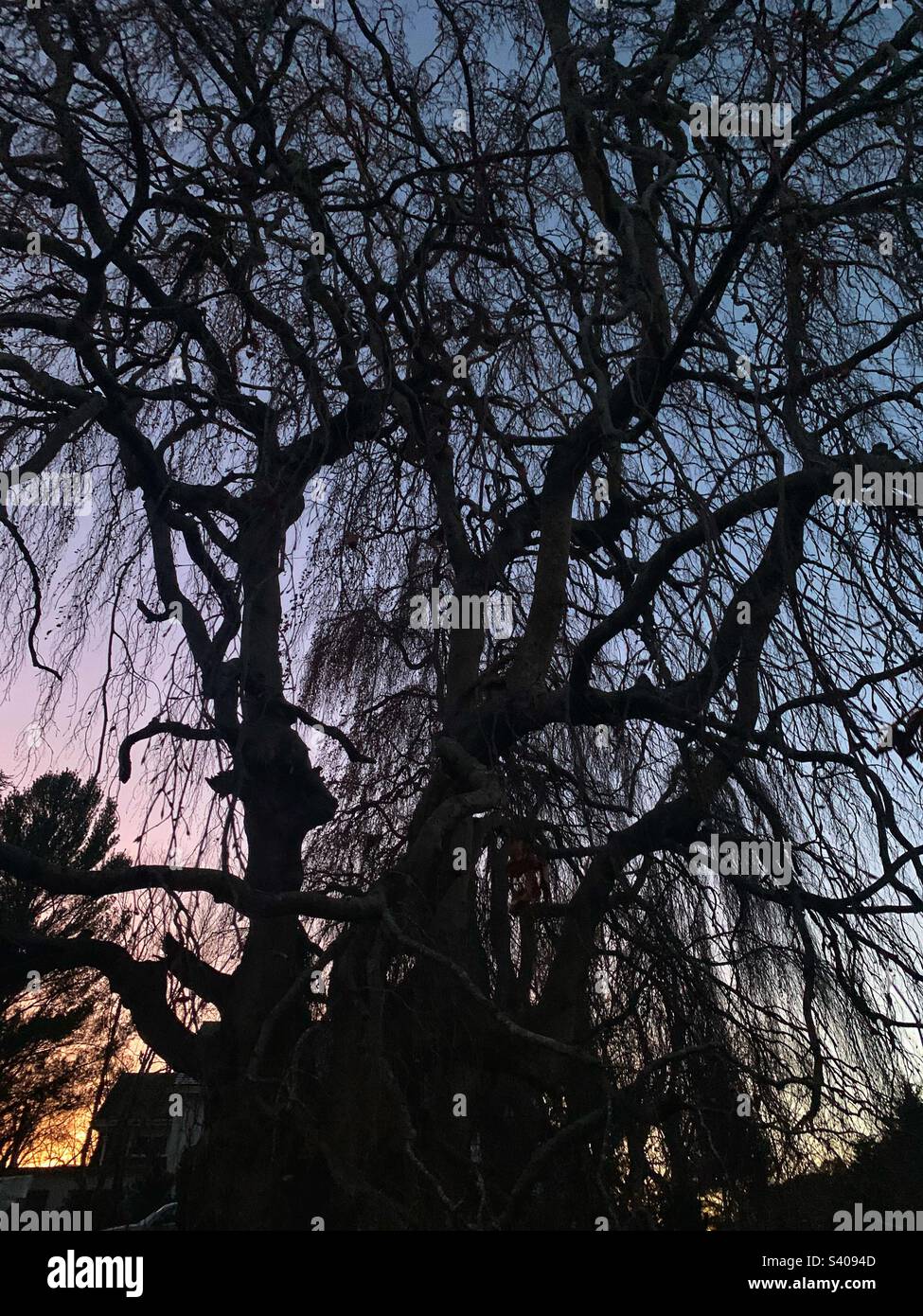 Spooky winter trees - Smartphone Captured Stock Image