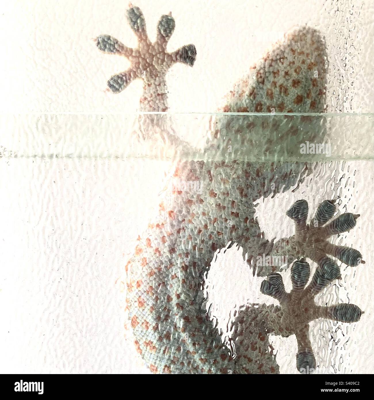 A Tokay Gecko as seen through a glass window pane Stock Photo