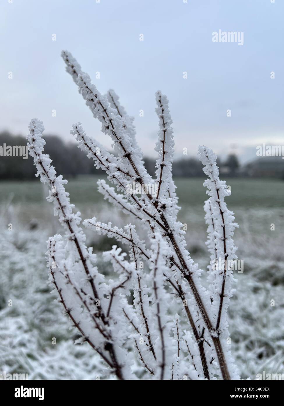 Frost flower plant hi-res stock photography and images - Alamy