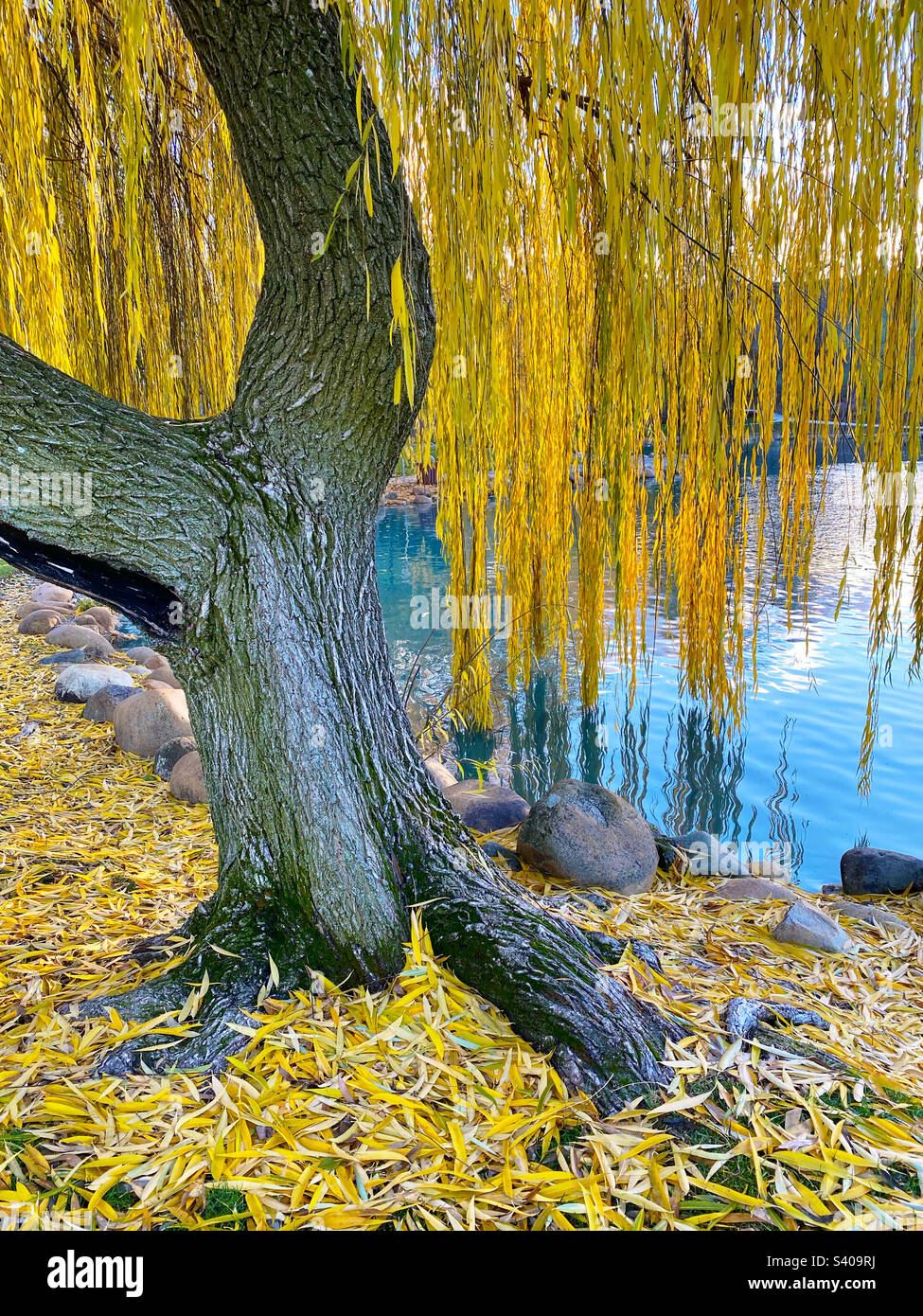 Willow tree by lake with fall color - Smartphone Captured Stock Image