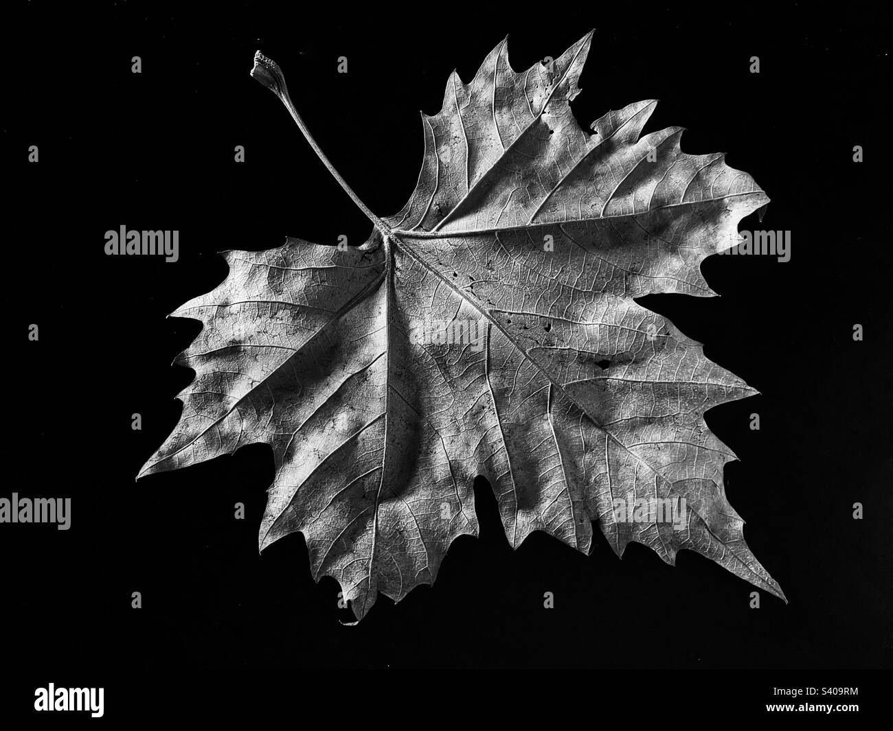 Single fall Sycamore leaf in black and white - Smartphone Captured Stock Image