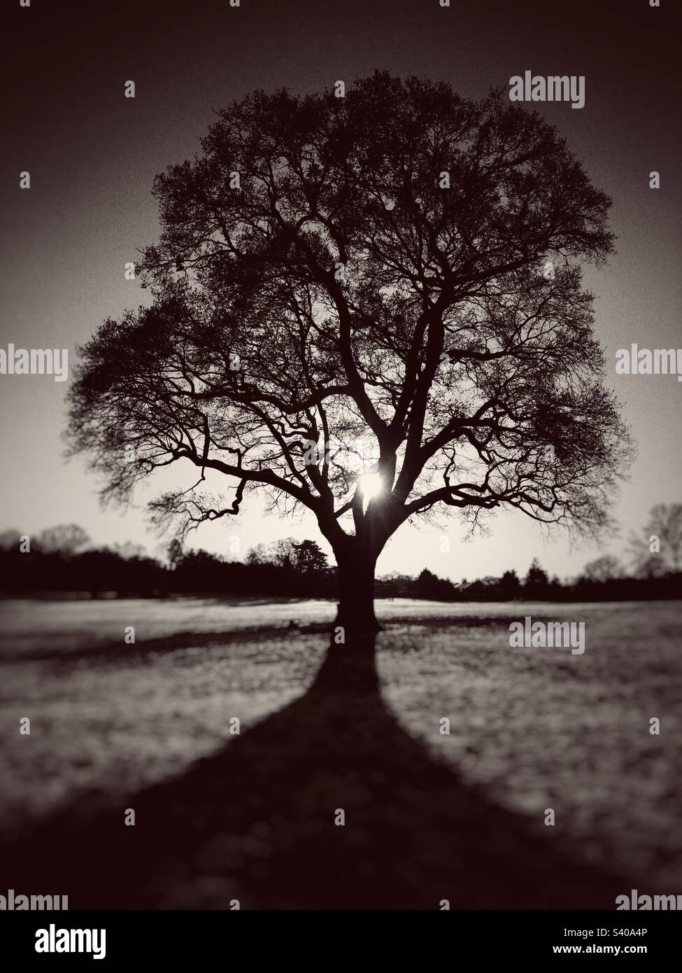 Lone tree against sunlight  on a cold frosty day - Smartphone Captured Stock Image