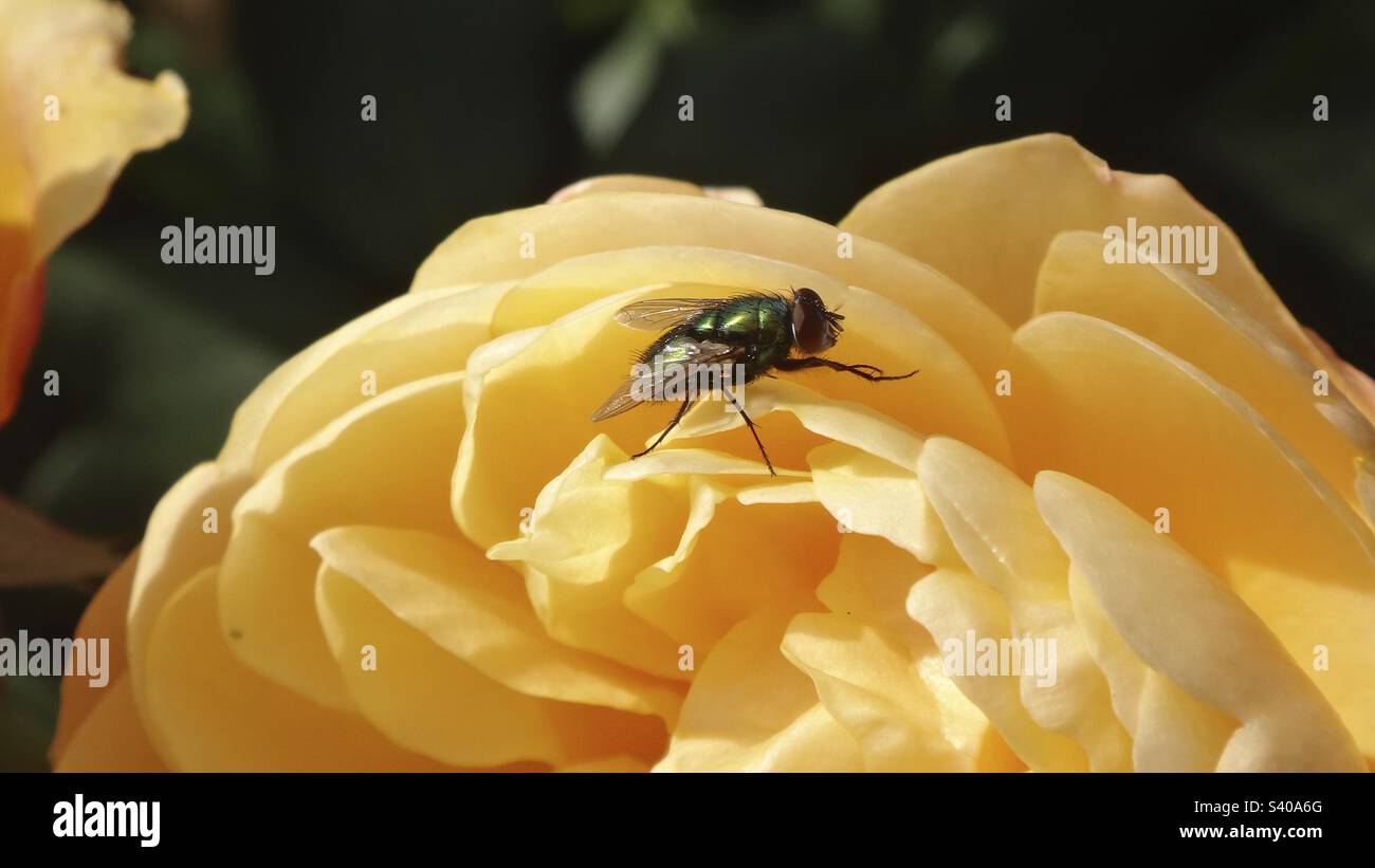 Common green bottle fly (Lucilia sericata) sitting on a yellow rose