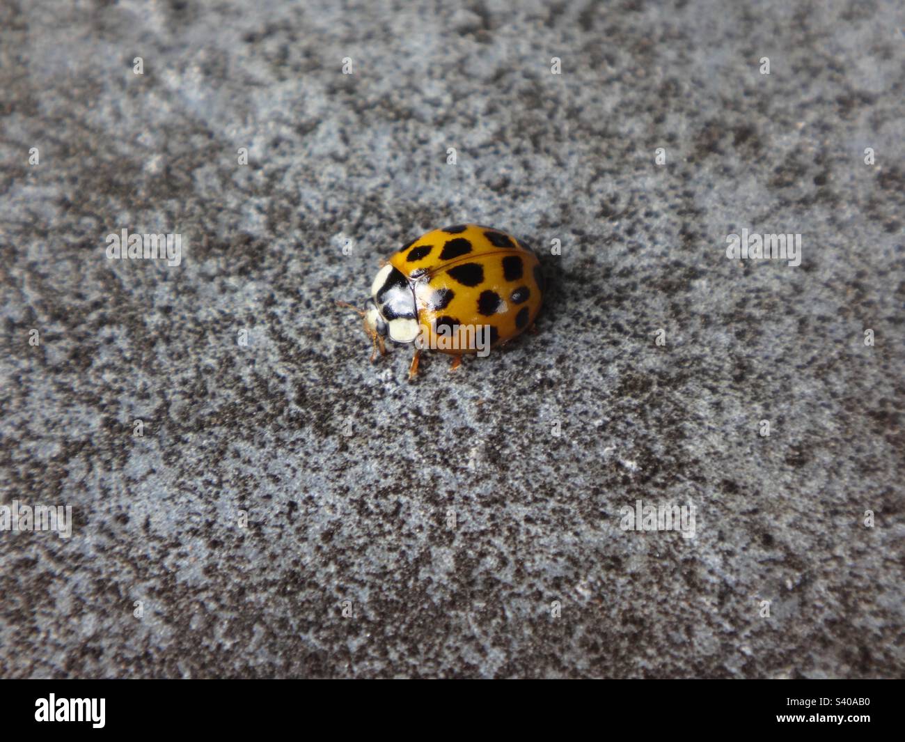 Yellow harlequin ladybird beetle (Harmonia axyridis) with 19 spots
