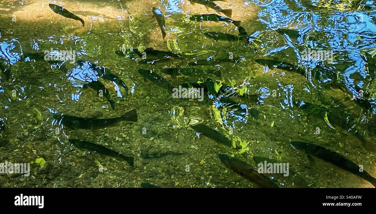 Numerous fish in the famous chalk stream River Test near Mottisfont, Hampshire, UK on a warm and sunny summers day. A mobile phone photo with some phone or tablet post processing. - Smartphone Captured Stock Image Numerous fish in the famous chalk stream River Test near Mottisfont, Hampshire, UK on a warm and sunny summers day. A mobile phone photo with some phone or tablet post processing. - Smartphone Captured Stock Image