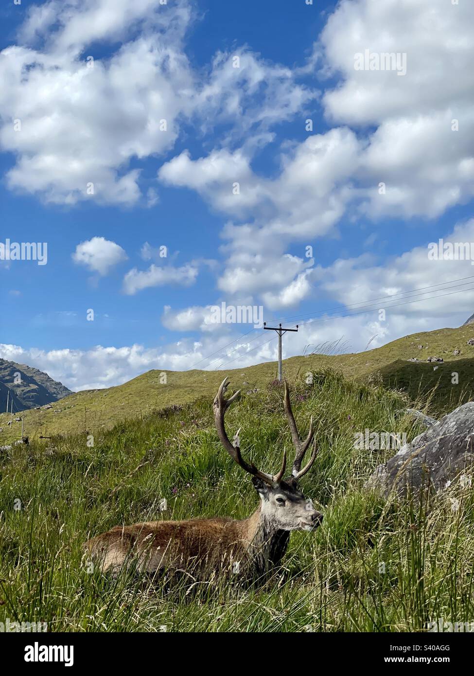 Scottish red stag. Stock Photo
