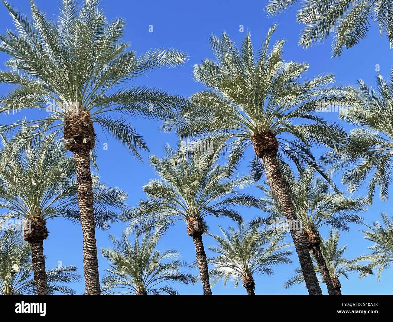 Palm trees at angle view Stock Photo