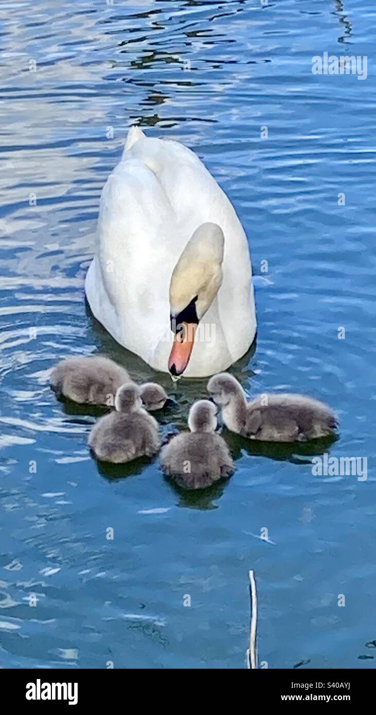 Swimming on a pond hi-res stock photography and images - Alamy