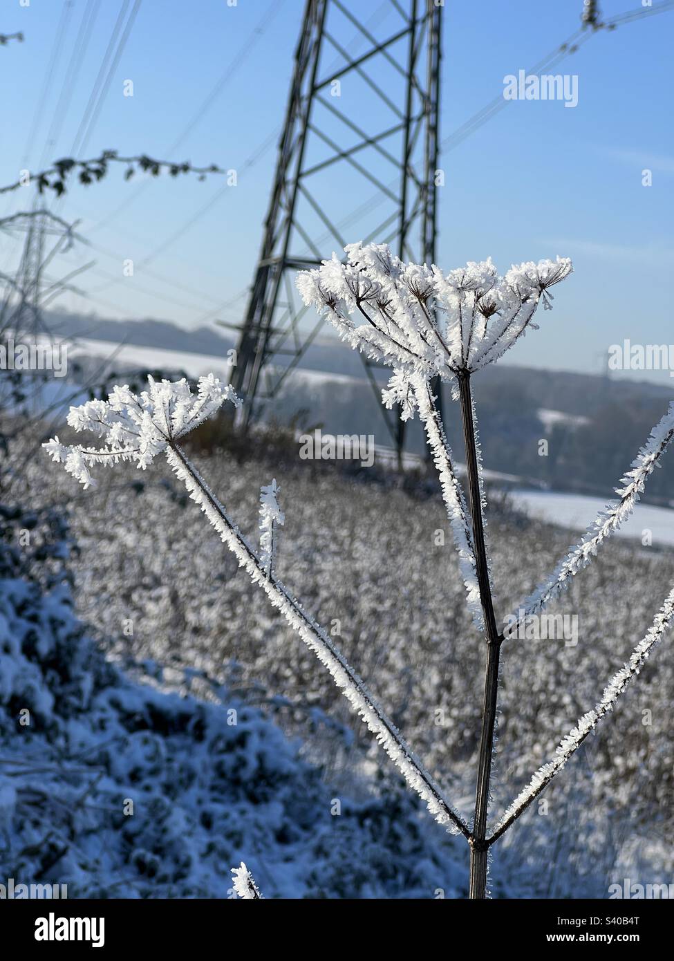 Frost and snow on the head of a dead cow parsley in a field with