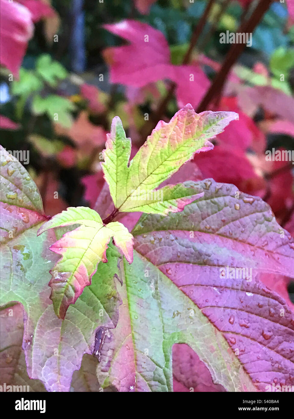 Green and red leaves - Smartphone Captured Stock Image