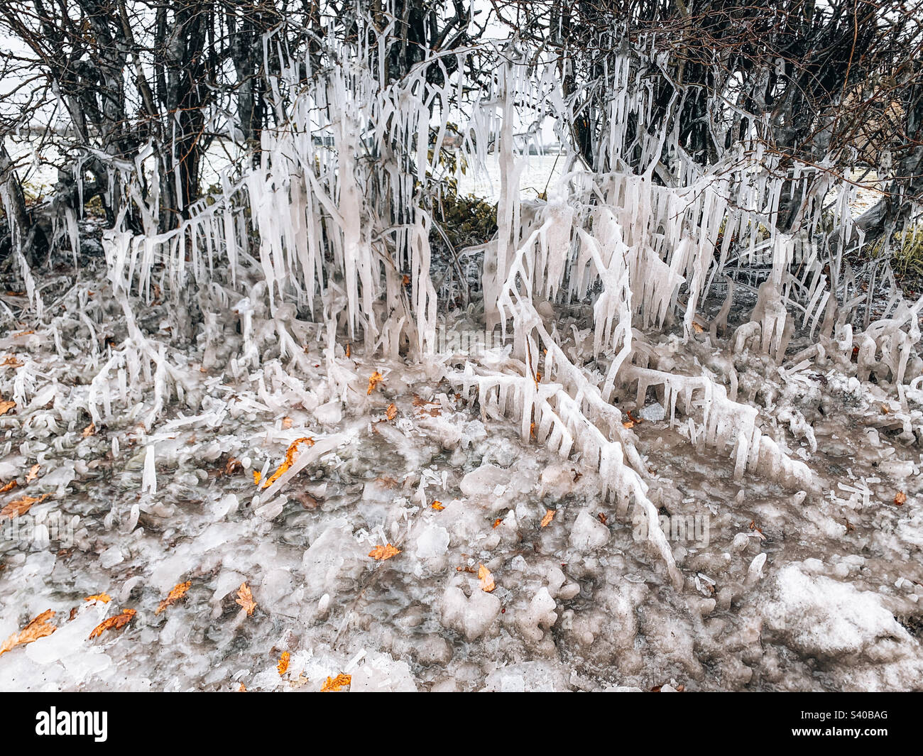 Frosty icicles.  Bomb cyclone.  Low temperatures and frost. Stock Photo