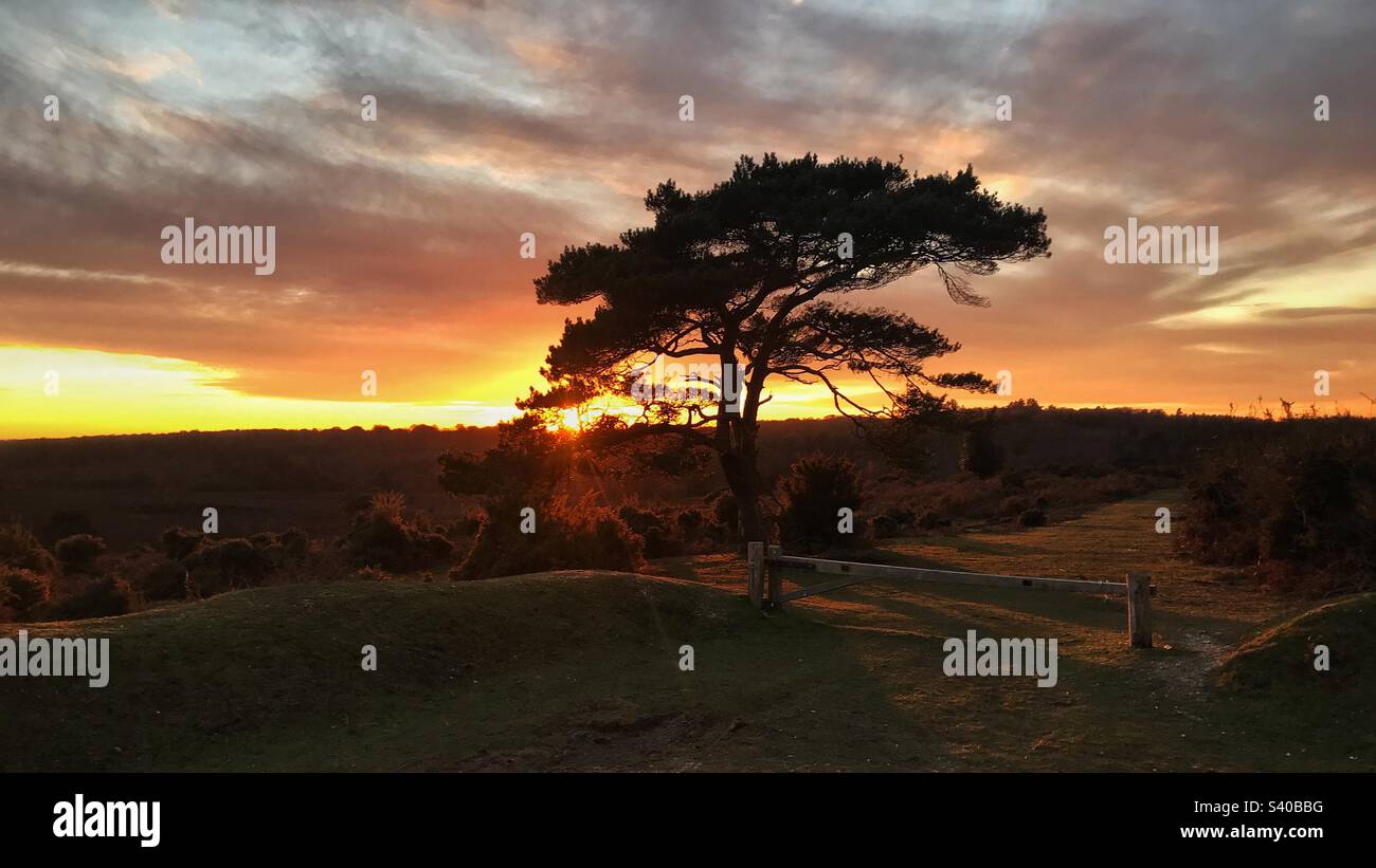 Sunset in the New Forest - Smartphone Captured Stock Image