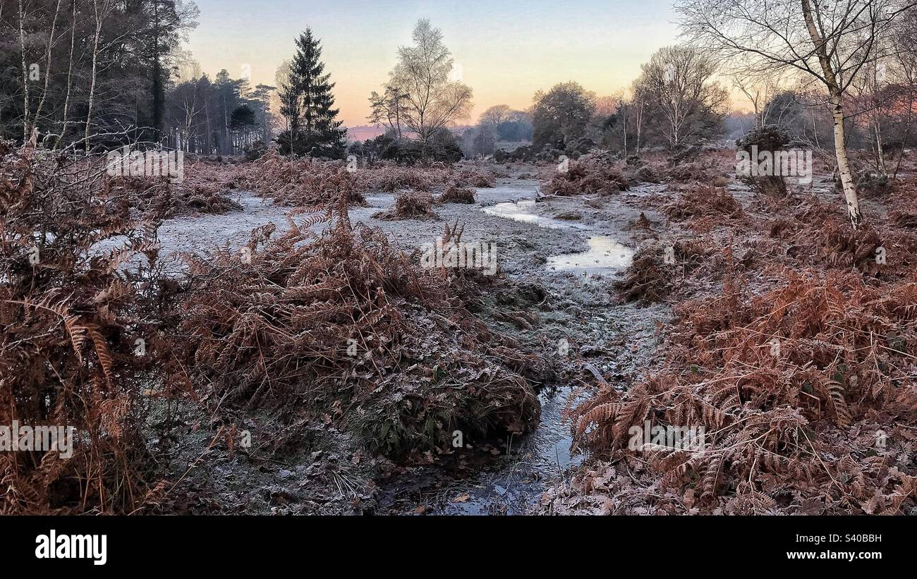 Morning frost and frozen streams in the New Forest - Smartphone Captured Stock Image