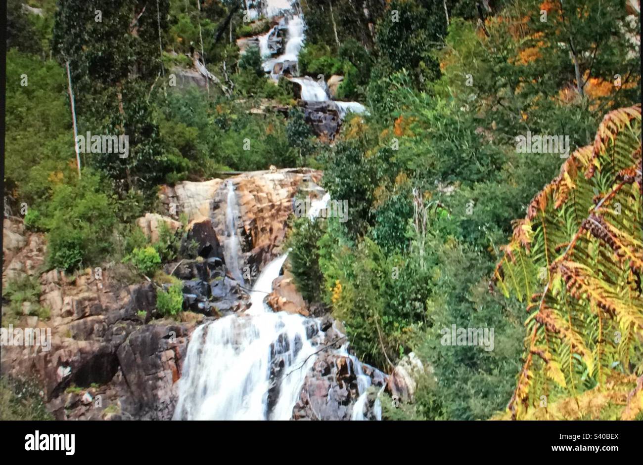 Images of australia stevensons falls the otways victoria waterfalls