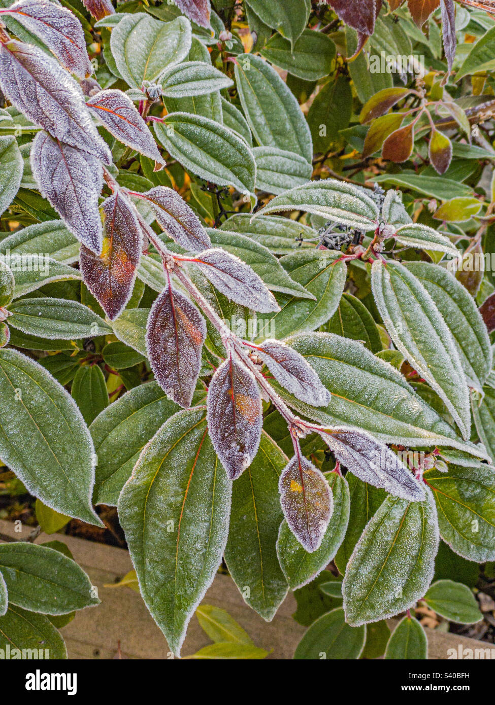 A frost covered red leafed forsythia branch overhangs the frost covered green leaves of a viburnum shrub on a cold November morning. Stock Photo