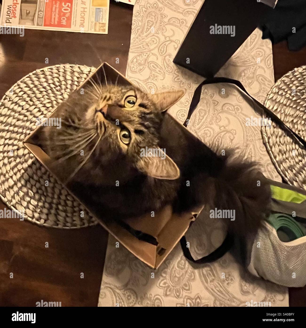 Cat in a box Stock Photo Alamy