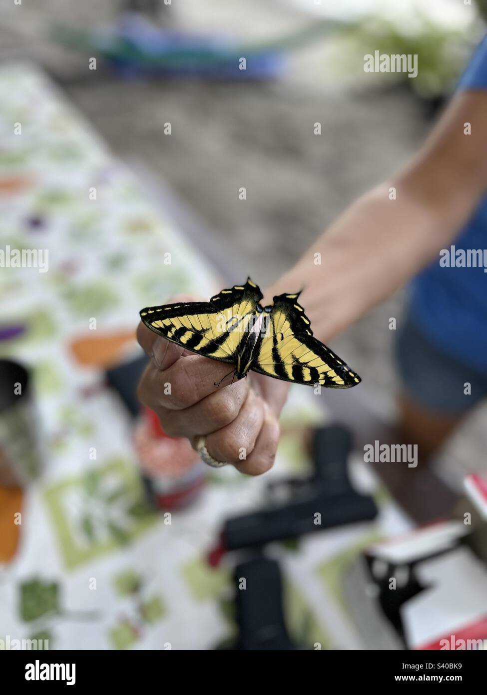 Butterfly landing on woman’s finger Stock Photo Alamy