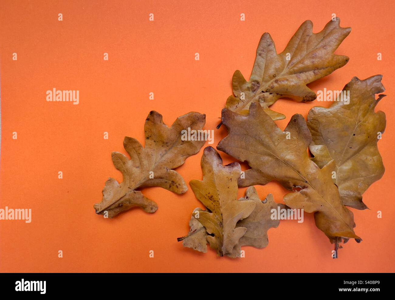 Fallen autumn leaves on a plain background. No people. Copy space. - Smartphone Captured Stock Image