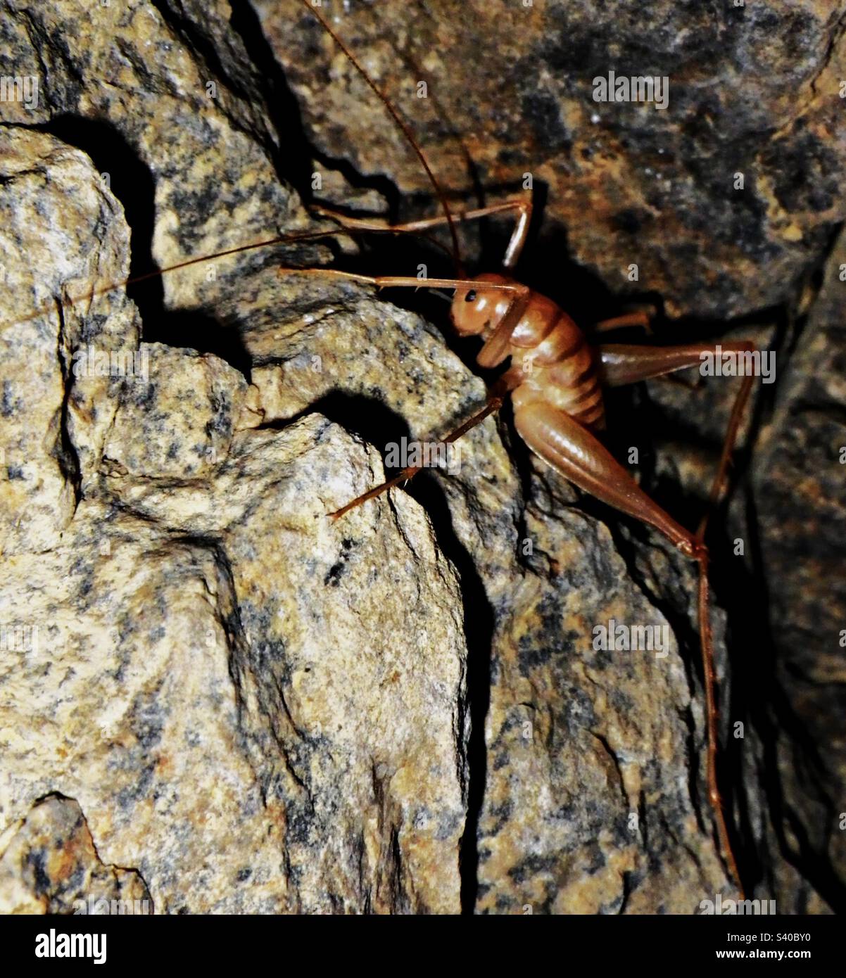 Sand treader camel cricket hi-res stock photography and images - Alamy