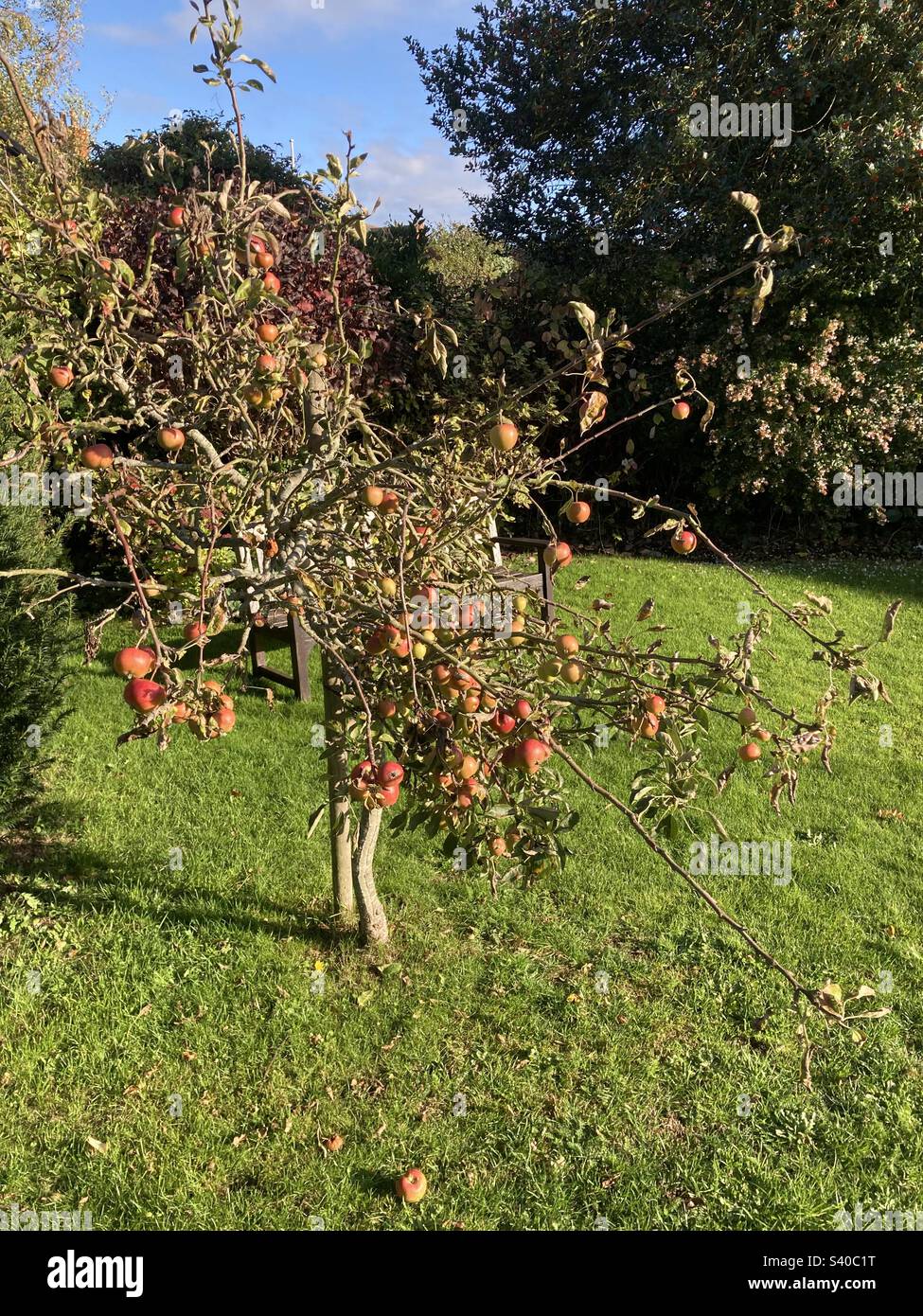Old Apple tree Stock Photo Alamy