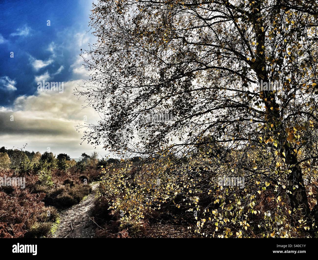 Public footpath Sutton Heath Suffolk England - Smartphone Captured Stock Image