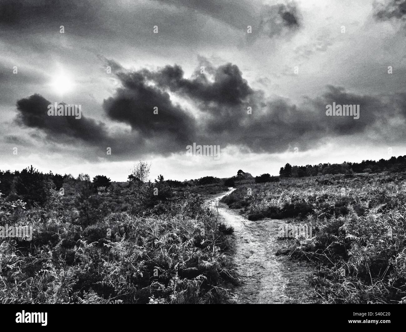 Public Footpath Sutton Heath Suffolk England - Smartphone Captured Stock Image