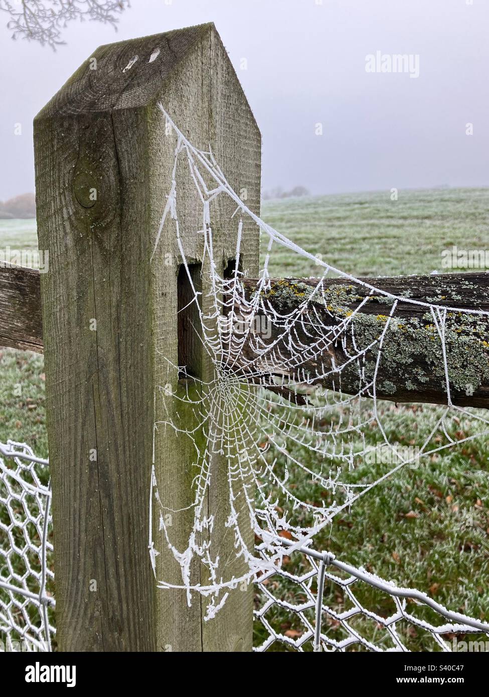 A frozen spider’s web spun across a fence post Stock Photo