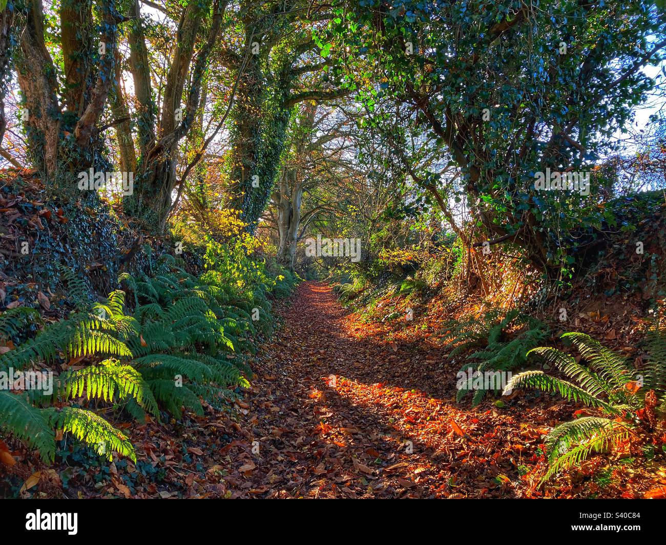 Sunlight and shadows on an ancient holloway in autumn with golden fall leaves and bright green ferns, Somerset, England Stock Photo