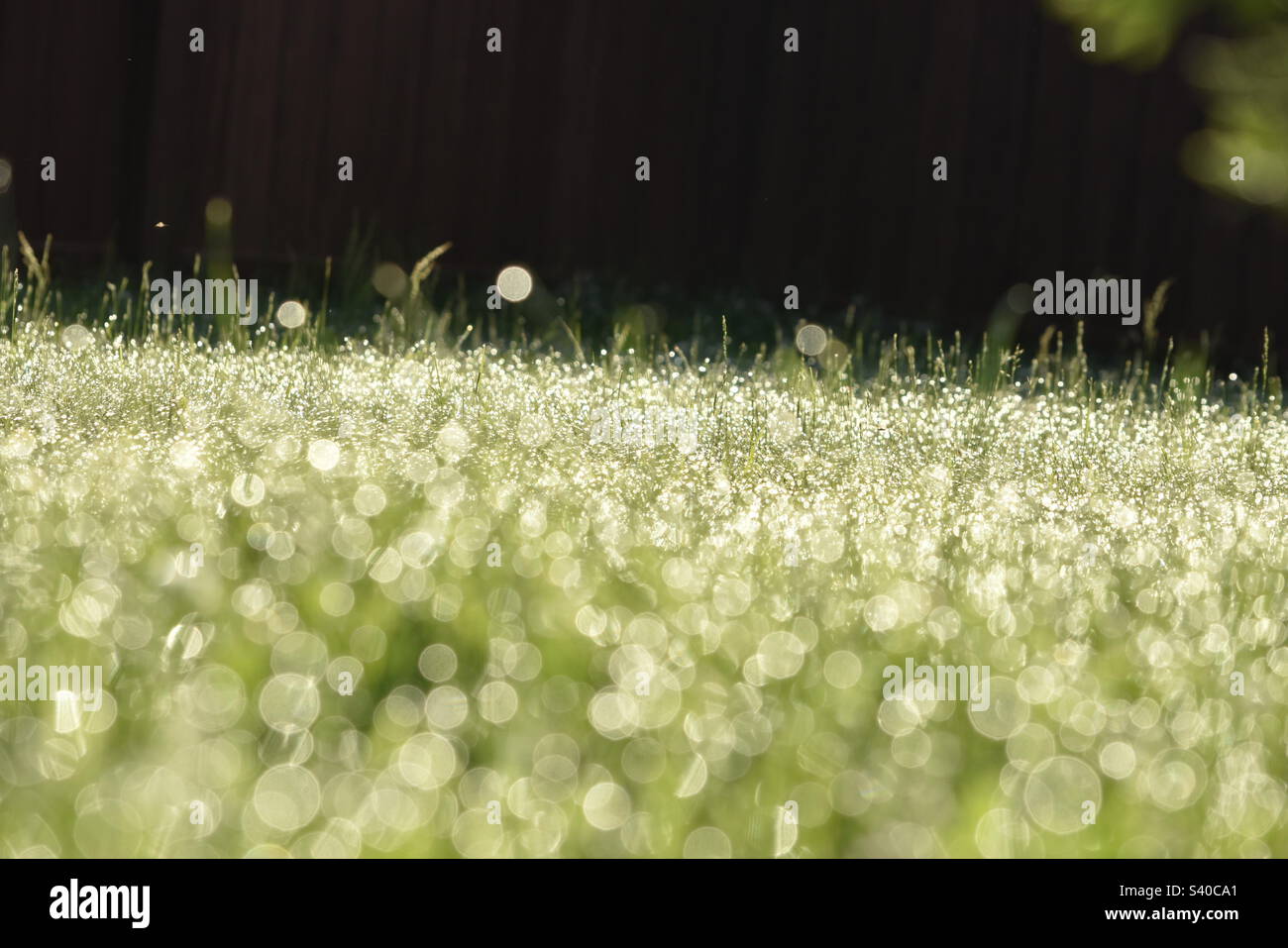 Bokeh Stock Photo
