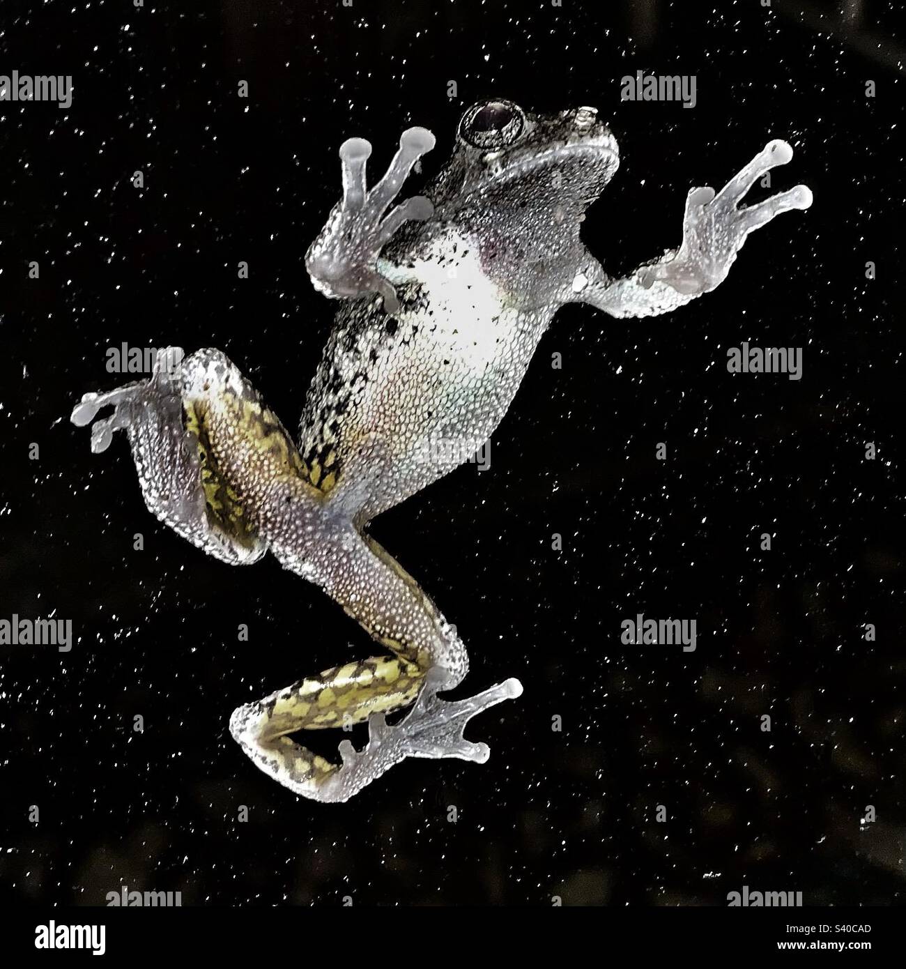 Frog at night - Smartphone Captured Stock Image