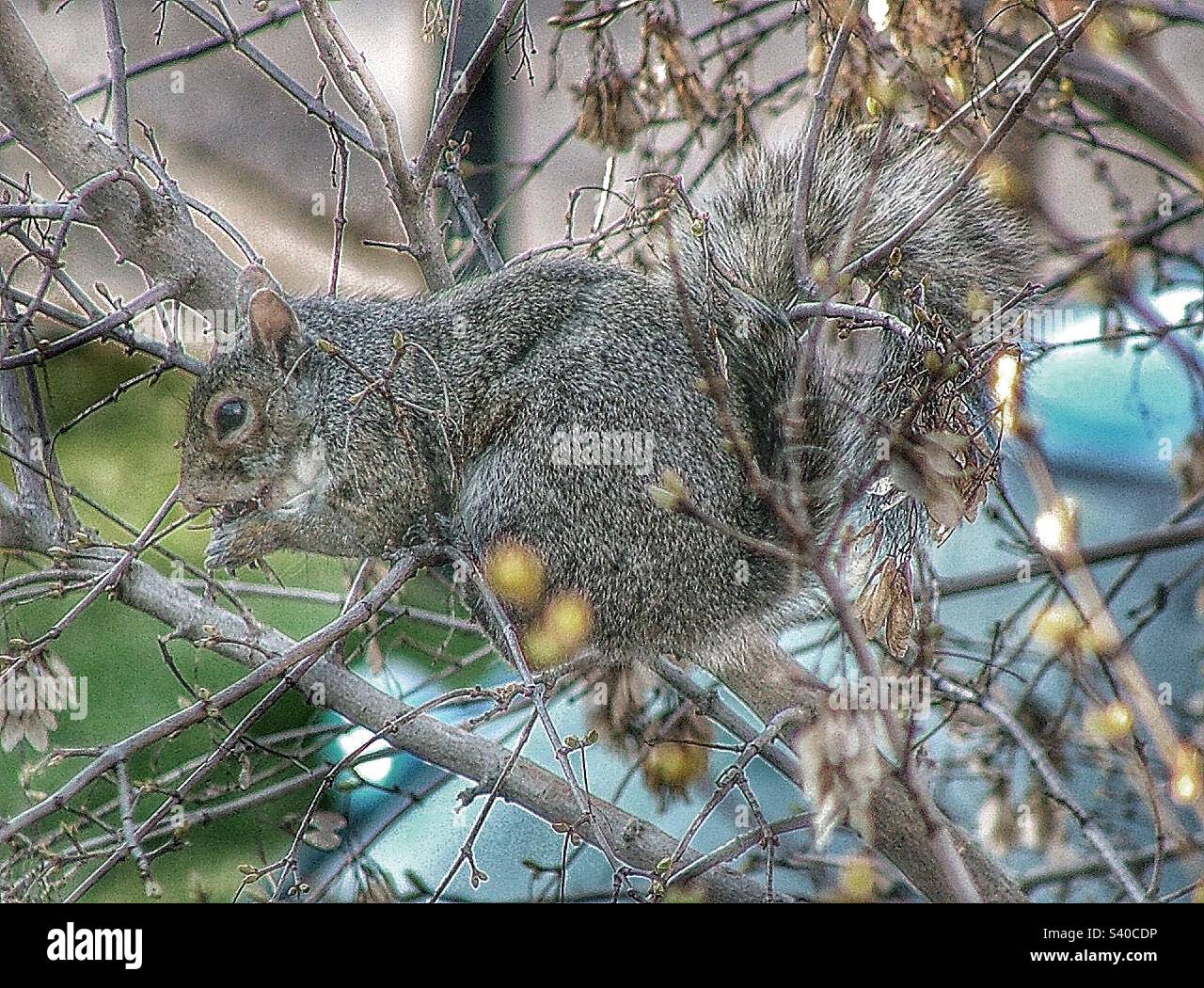 Animal Basking in a Tree, Mammal Sitting on a Branch, Squirrel Eating a