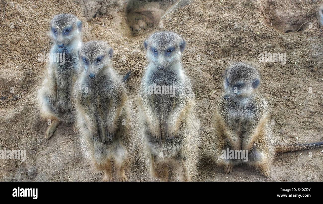 Animals Basking in the Sunlight, Mammals Enjoying Standing Together in Dirt Enclosure,  Family Portrait of Meerkats with the Oddball, Suricate Stock Photo
